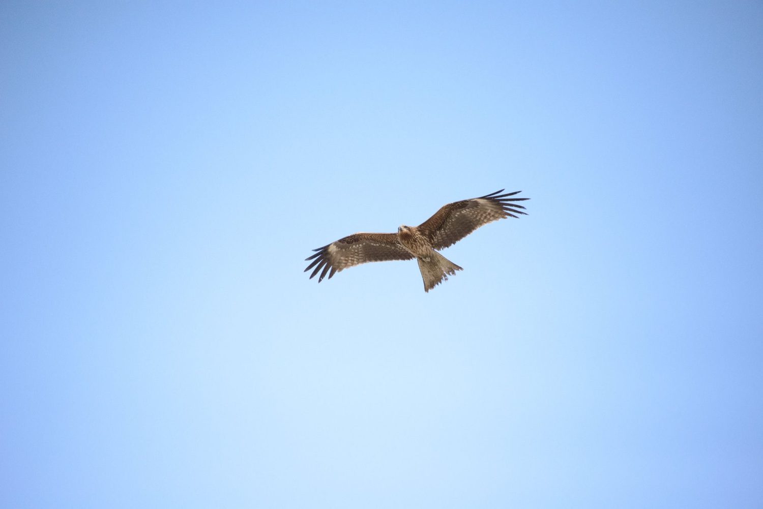 A kite in flight over Tokyo